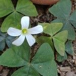 Oxalis incarnata ഇല