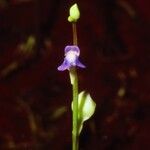 Utricularia uliginosa Blüte