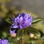 Rhododendron russatum Virág