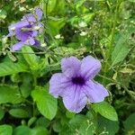 Ruellia tuberosa Flower