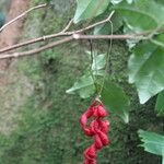 Cojoba valerioi Fruit