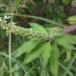 Ocimum gratissimum Leaf