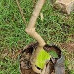 Nyctanthes arbor-tristis Bark