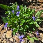 Viola adunca Flower