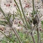 Anemone pratensis ഇല