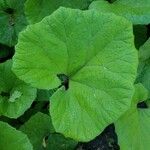 Petasites hybridus Leaf