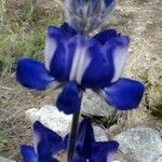 Lupinus pilosus Virág