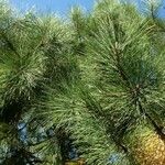 Pinus nigra Deilen