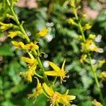Koelreuteria paniculata Flor