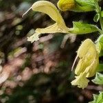 Salvia glutinosa Fleur