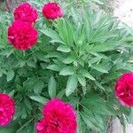 Paeonia lactifloraപുഷ്പം