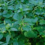 Urtica membranacea Õis