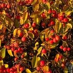 Malus prunifolia Плод