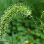 Setaria viridis Лист