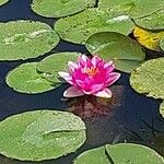 Nymphaea candida Flower