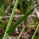 Poa chaixii Feuille