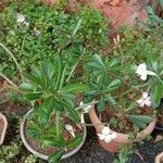 Adenium obesum Habit