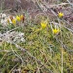 Gagea bohemica Fula
