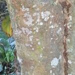 Myrianthus holstii Kabuk