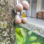 Stelechocarpus burahol Frucht