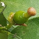 Citrus × latifolia Fruit