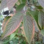 Viburnum lantanoides Leaf