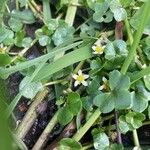 Ranunculus hederaceus Çiçek