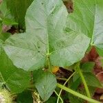 Passiflora foetida Feuille