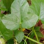 Passiflora foetida Leaf