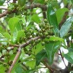 Psiloxylon mauritianum Fruit