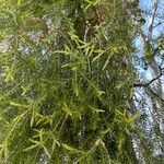 Melaleuca bracteata Lapas