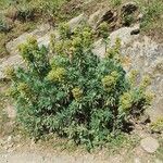 Euphorbia characias ഇല