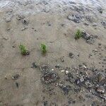Salicornia procumbens পাতা