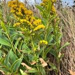 Solidago sempervirens Hábito