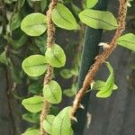 Microgramma vacciniifolia Leht