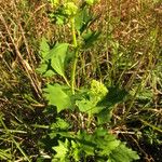 Arnoglossum atriplicifolium Foglia