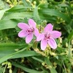 Erodium cicutariumBlomst