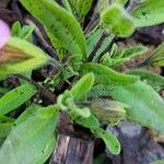 Calibrachoa parviflora Liść