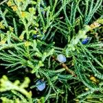 Juniperus virginiana Плід