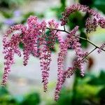 Astilbe japonica Квітка