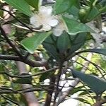 Psidium friedrichsthalianum 花