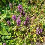 Stachys pradica Flower