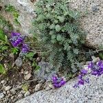 Linaria alpina Хабит