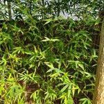 Phyllostachys aurea موطن