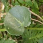 Cissus rotundifolia Blad