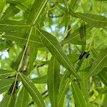 Fraxinus angustifolia برگ