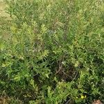 Salix phylicifolia Агульны выгляд