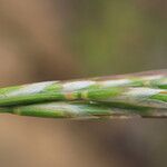 Helictochloa bromoides Fula