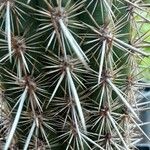 Weberbauerocereus weberbaueri 葉