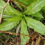 Rorippa austriaca Leaf